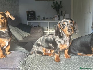 Miniature Dachshund dogs in Glasgow - Advert 13