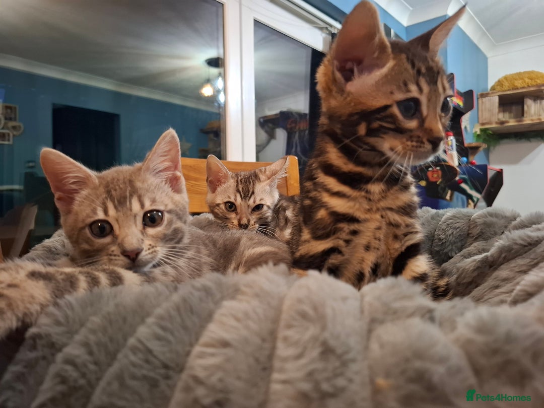 Bengal cats for sale: Last stunning Blue pure bengal kitten available! - Advert 19