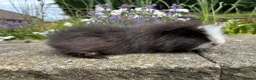 Guinea Pig rodents for sale: Friendly Swiss guinea pig boars (boys) - Advert 6
