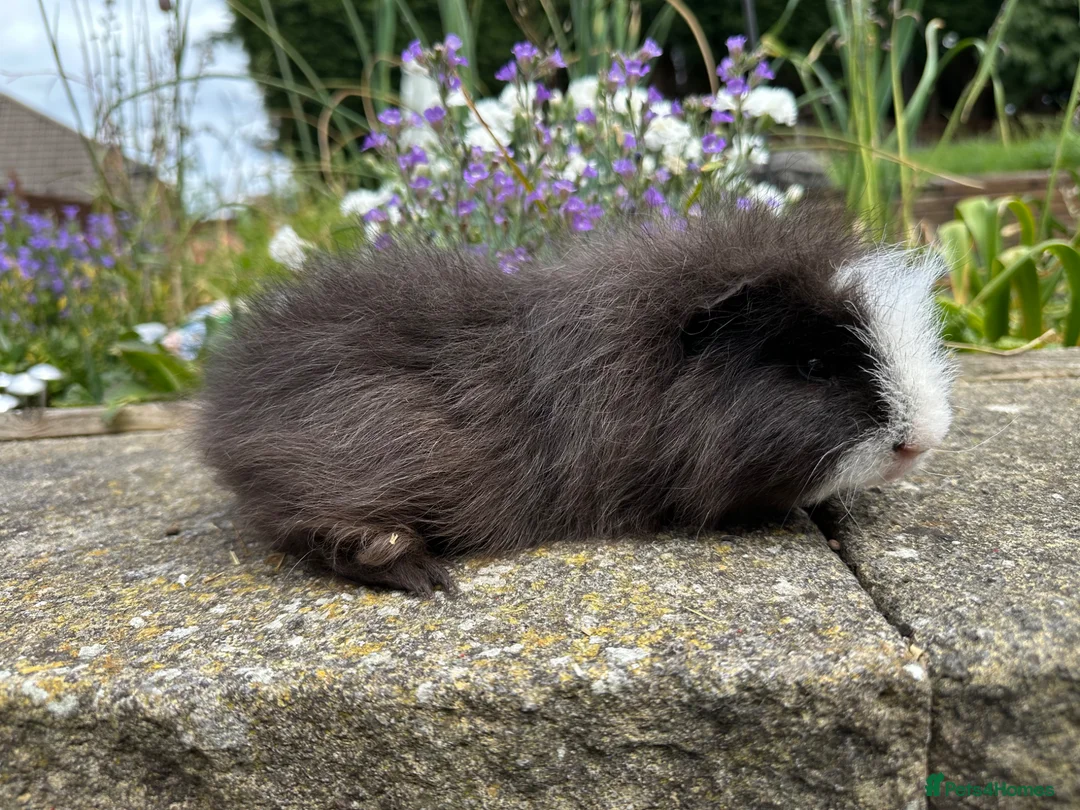 Guinea Pig rodents for sale: Pair of Friendly Swiss guinea pig boars (boys)  - Advert 2