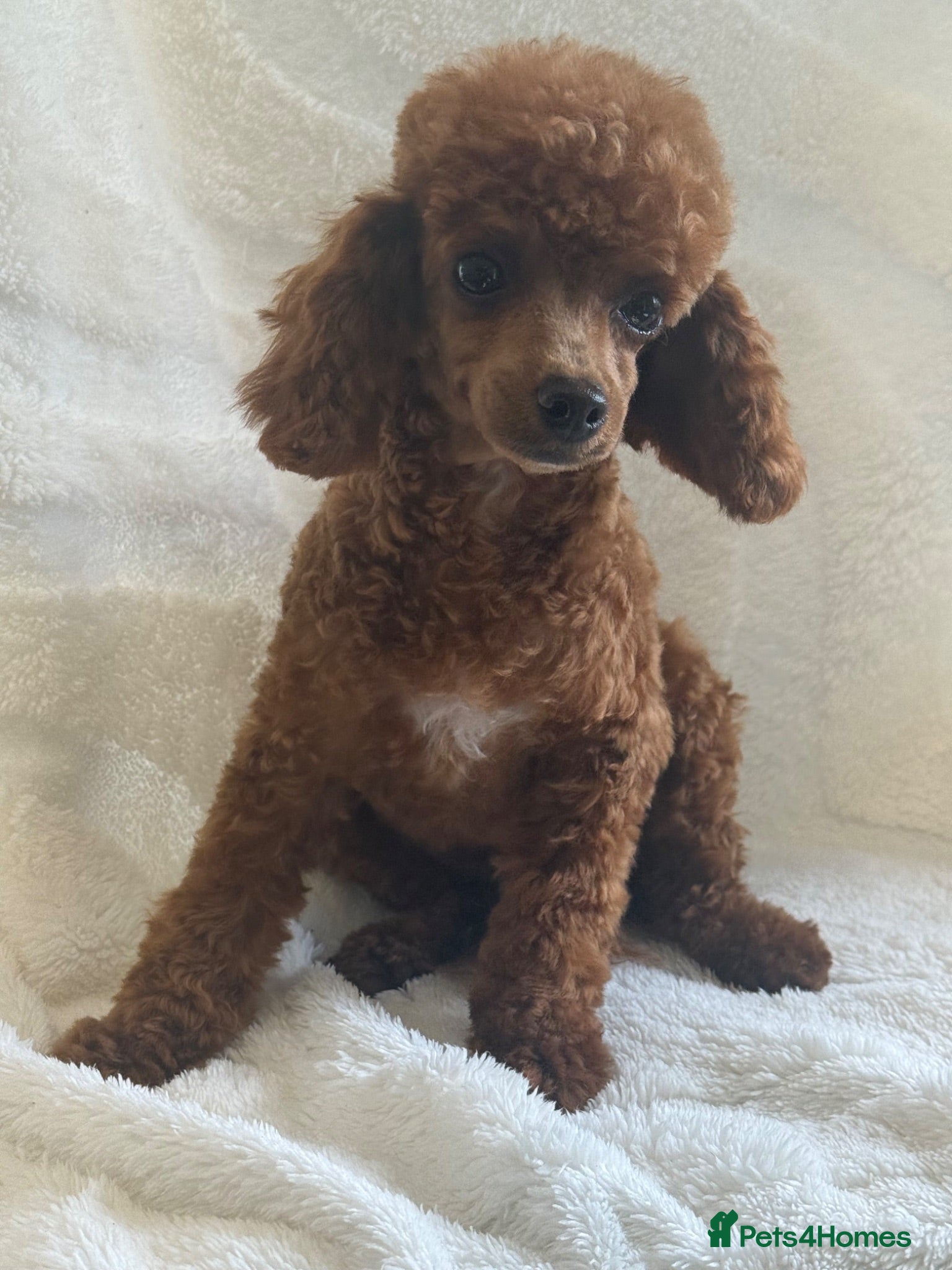 Toy Poodle dogs Gorgeous Red Toy Poodle girl - Advert 1