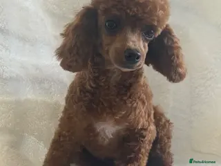 Toy Poodle dogs for sale: Gorgeous Red Toy Poodle girl - Advert 1