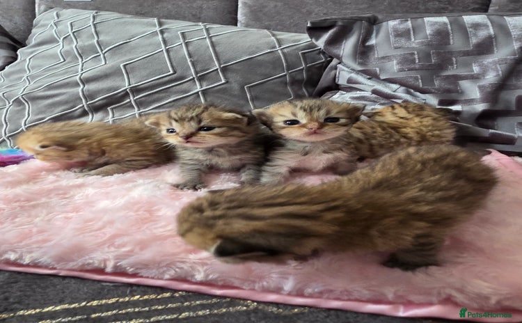 Scottish Fold cats - Advert 5
