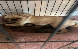 Jug dogs for sale: Jug pups  - Image 3