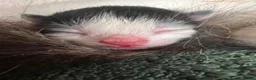 British Longhair cats for sale: british long hair kittens  in Hayling Island - Advert 11