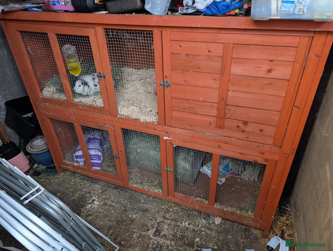 Guinea Pig rodents for sale: guinea pigs with cage in Hinckley - Advert 1