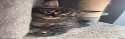 Mixed Breed cats for sale: Reduced last 2 females ragdoll x maincoon  - Advert 16
