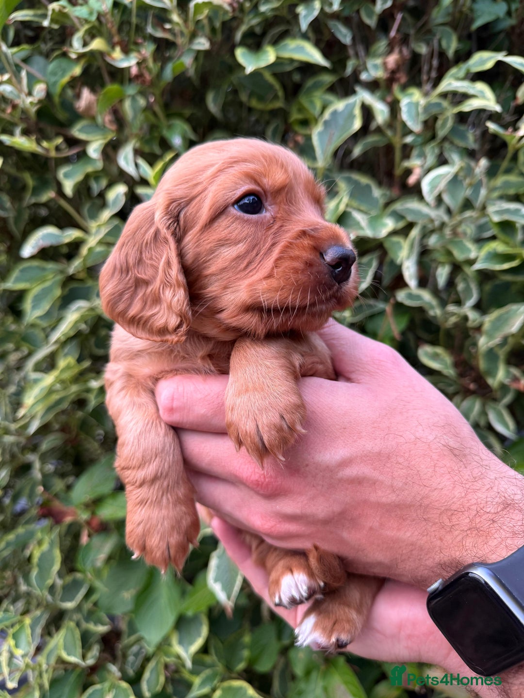 Cocker Spaniel dogs for sale: Health Tested Clear Cocker Spaniel Puppies  - Image 18