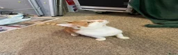 Mixed Breed cats for adoption: Tommy, handsome ginger boy in need of new home - Advert 7