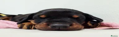 Mixed Breed 2
