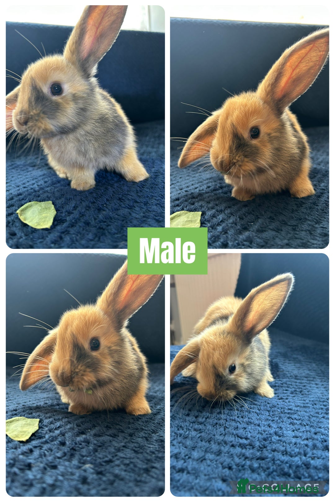 Mini Lion Lop rabbits for sale: Mini lion lop - Image 5