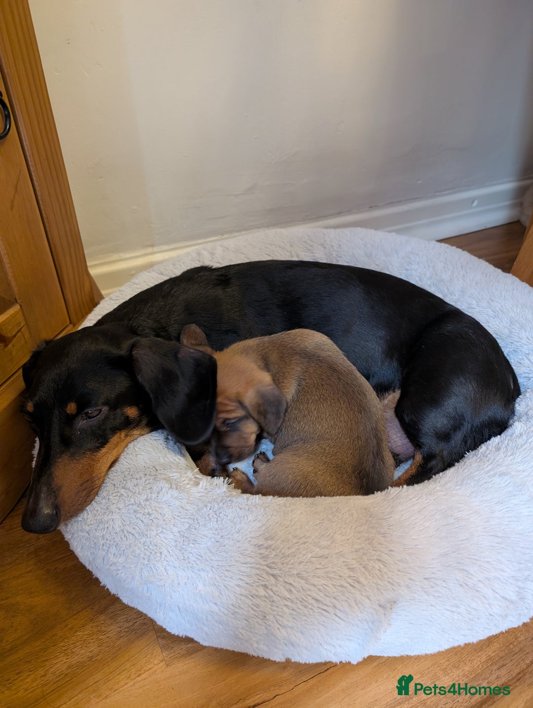 Dachshund dogs for sale: Three Miniature Dachshund puppies ready for sale  - Image 7