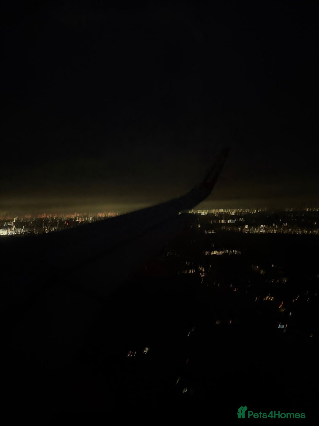 Ragdoll cats for sale: pure ragdoll - Advert 9