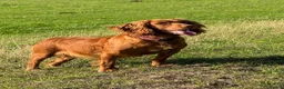 Cocker Spaniel dogs for sale: Stunning Health Tested KC WCS - Advert 8