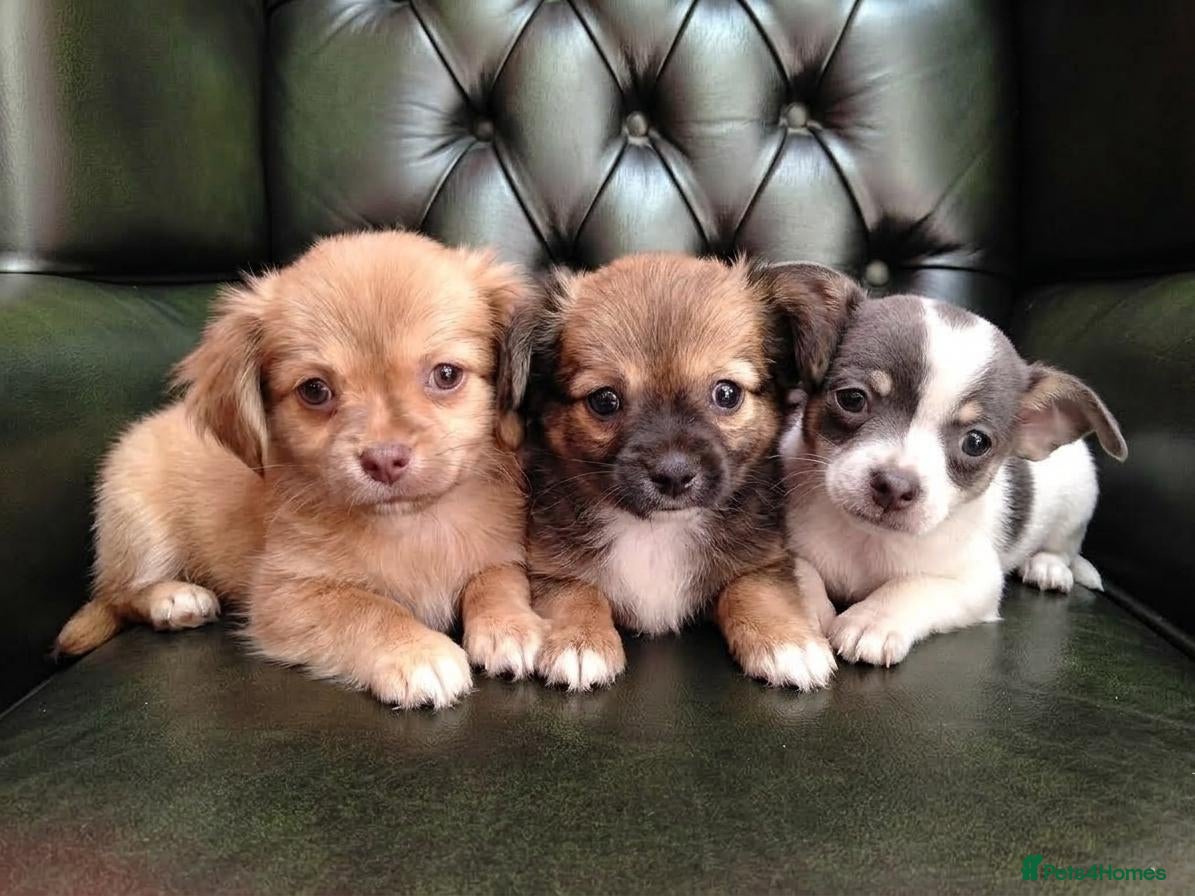 Chihuahua dogs Chihuahua Puppies for sale, Ready for loving homes - Advert 7