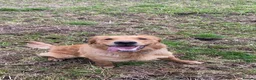 Golden Retriever dogs for stud: KCReg Proven Gorgeous Golden Retriever  - Advert 5