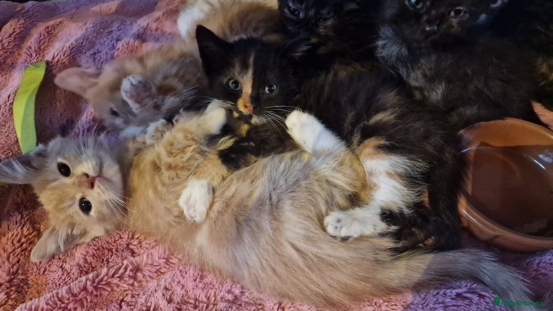 Mixed Breed cats for sale: Kittens for sale - Advert 8