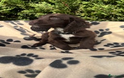 Cocker Spaniel dogs for sale: 5 beautiful cocker spaniels  - Advert 12