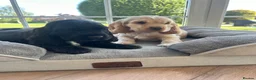 Cocker Spaniel dogs for sale: Quality DNA clear show cocker spaniels  - Advert 24
