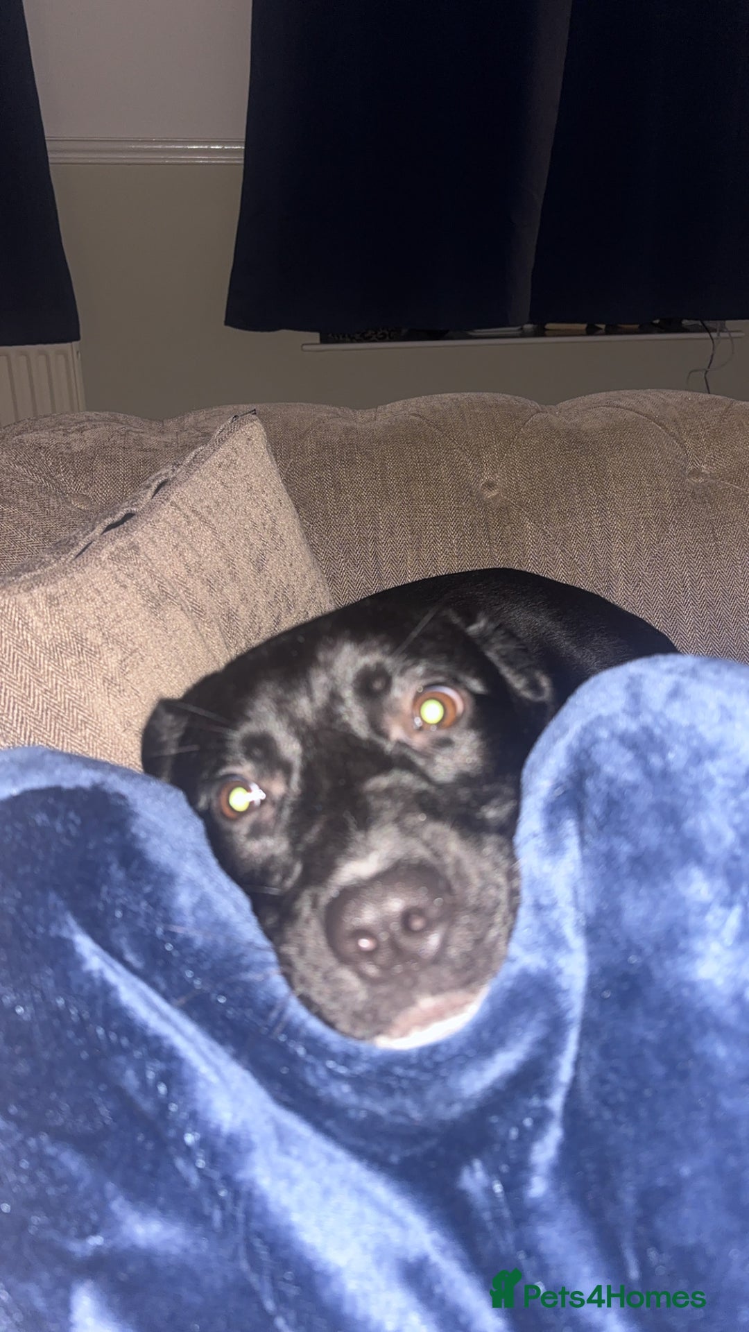 Mixed Breed dogs for sale: Pookie/peggy  - Advert 2