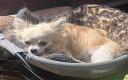 Chihuahua dogs for sale: KC chihuahua long haired boy pup ready now  - Image 8