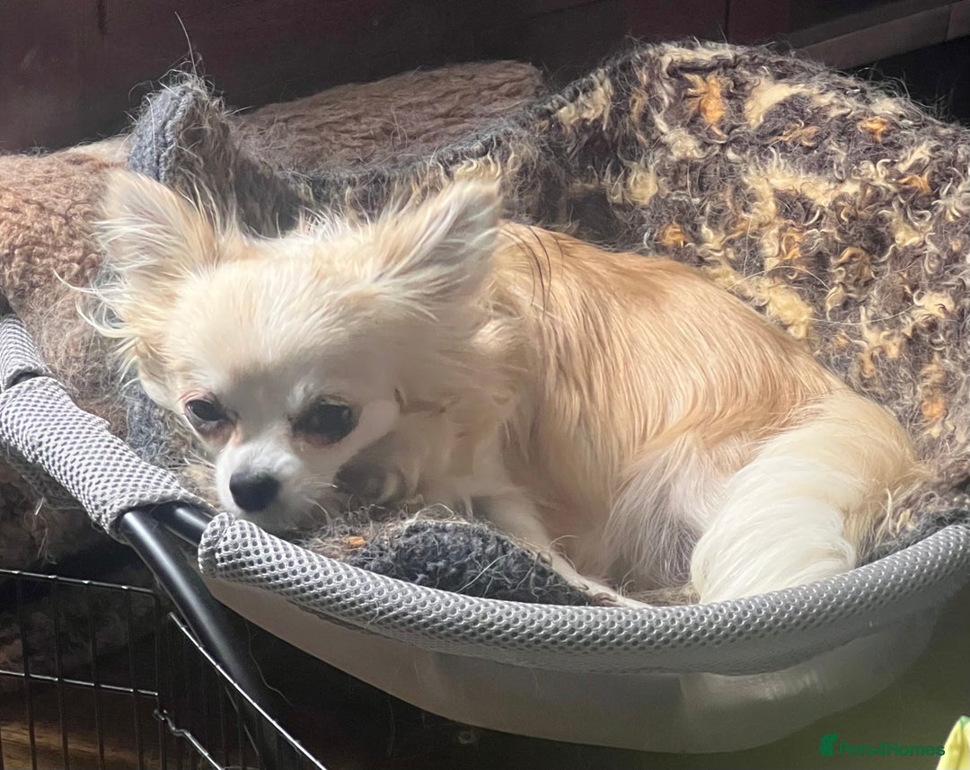 Chihuahua dogs for sale: KC chihuahua long haired boy pup ready now  - Image 8