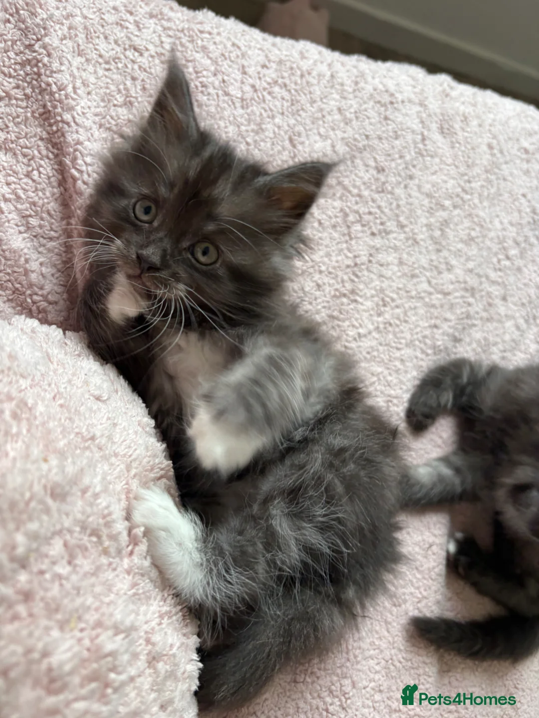 Maine Coon cats for sale: Mainecoon cross kittens ready now  in Edinburgh - Advert 1
