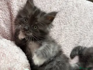 Maine Coon cats Mainecoon cross kittens ready now - Advert 3