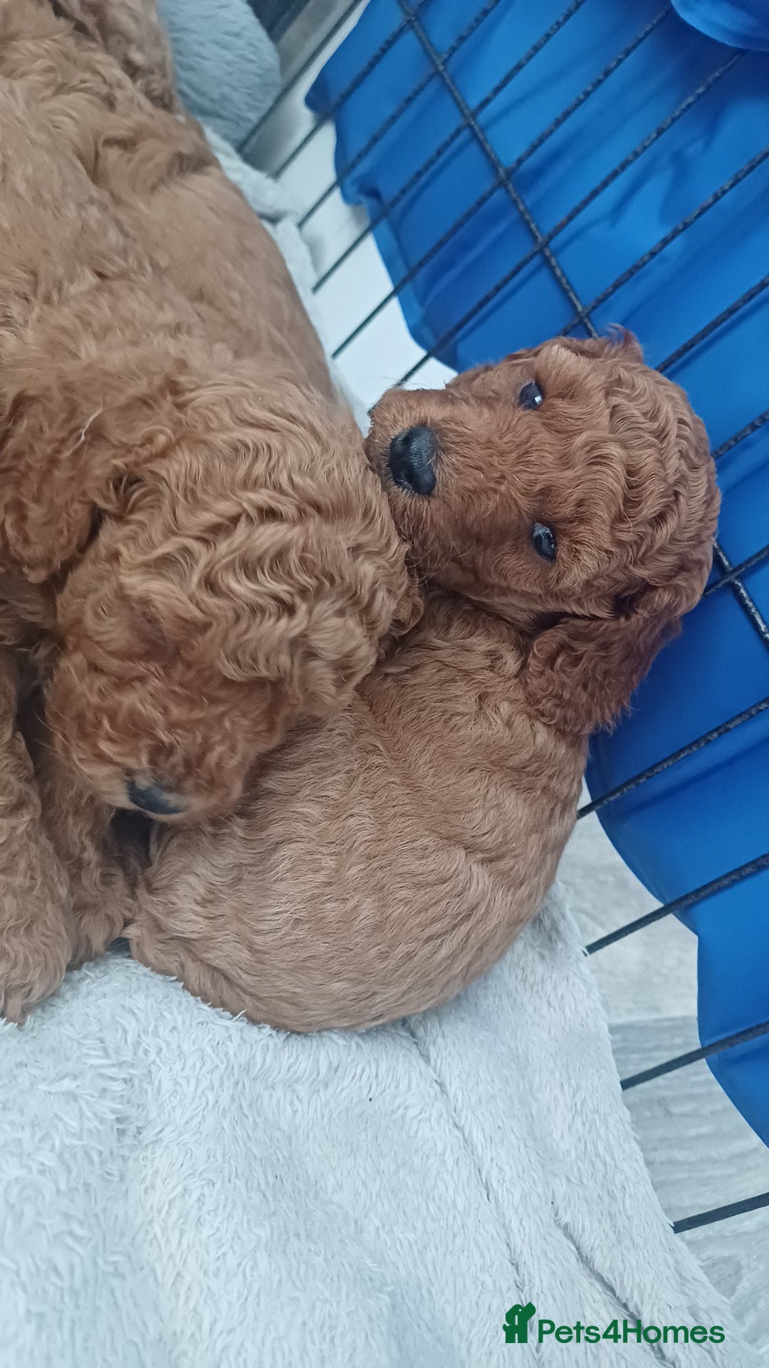 Cockapoo dogs for sale: 3 beautiful cockapoo boys - Image 14