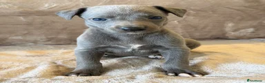 Whippet 10