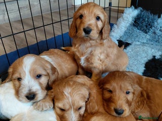 Mixed Breed dogs Australian Labradoodle puppies - Advert 2