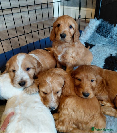 Mixed Breed dogs Australian Labradoodle puppies - Advert 2