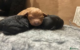 Cockapoo dogs for sale: Stunning f1b cockapoo's for sale  - Image 11