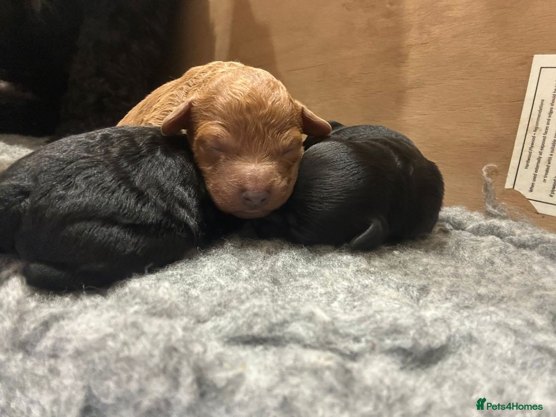 Cockapoo dogs for sale: Stunning f1b cockapoo's for sale  - Image 11