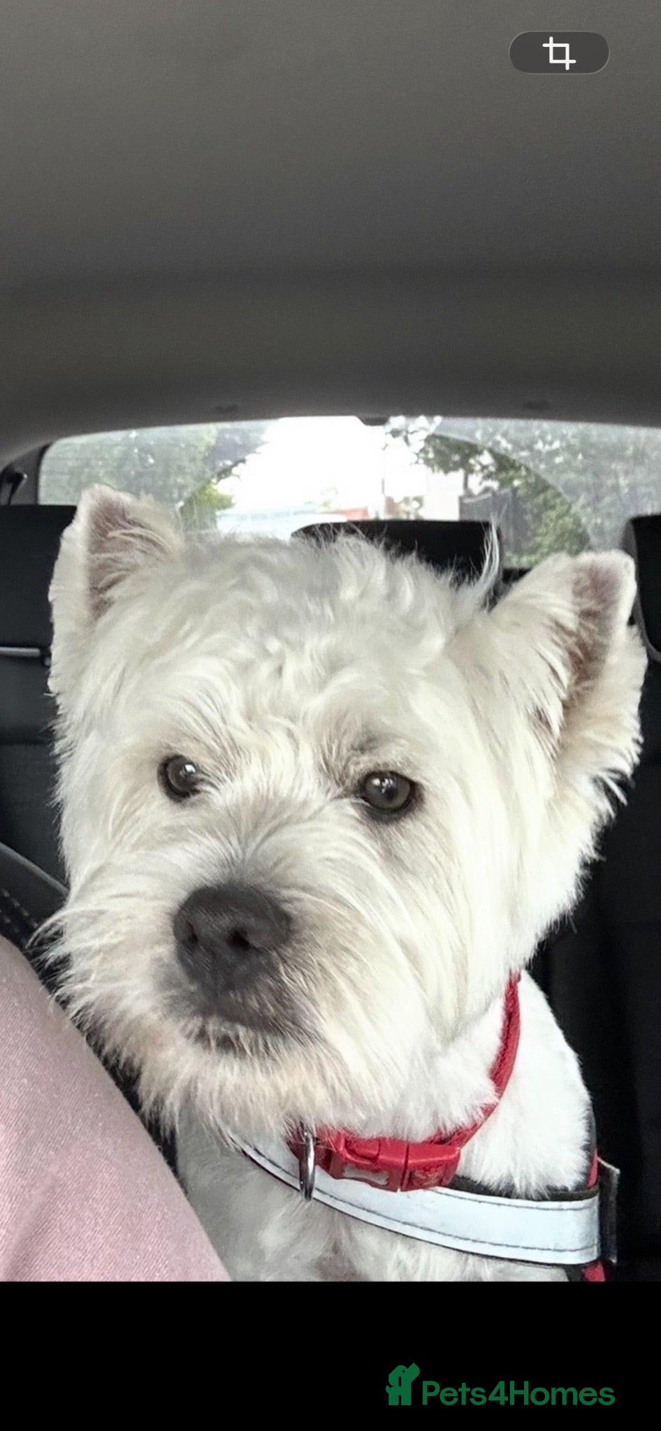 West Highland Terrier dogs 1st time stud - Advert 1