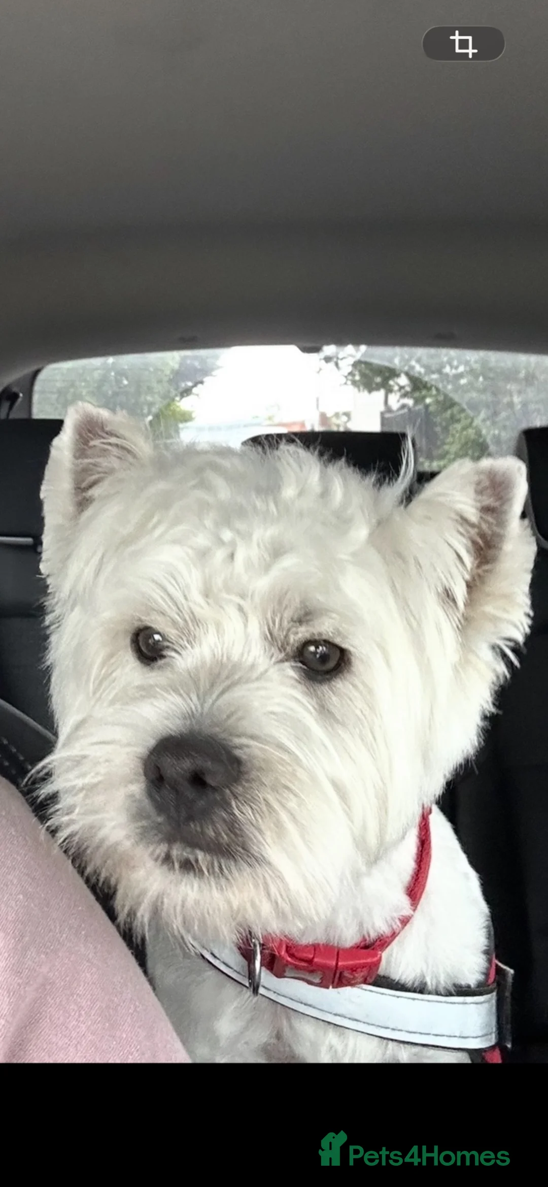 West Highland Terrier dogs for stud: 1st time stud - Advert 1