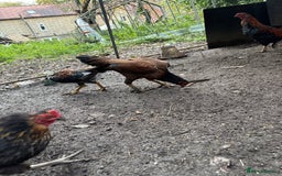 Mixed Breed birds for sale: Chickens for sale - Image 1