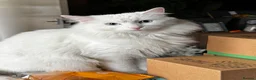 Turkish Angora cats for sale: Beautiful Female Turkish Angora – Indoor Only - Advert 5