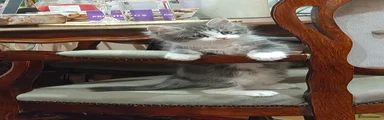 Mixed Breed Kitten 4
