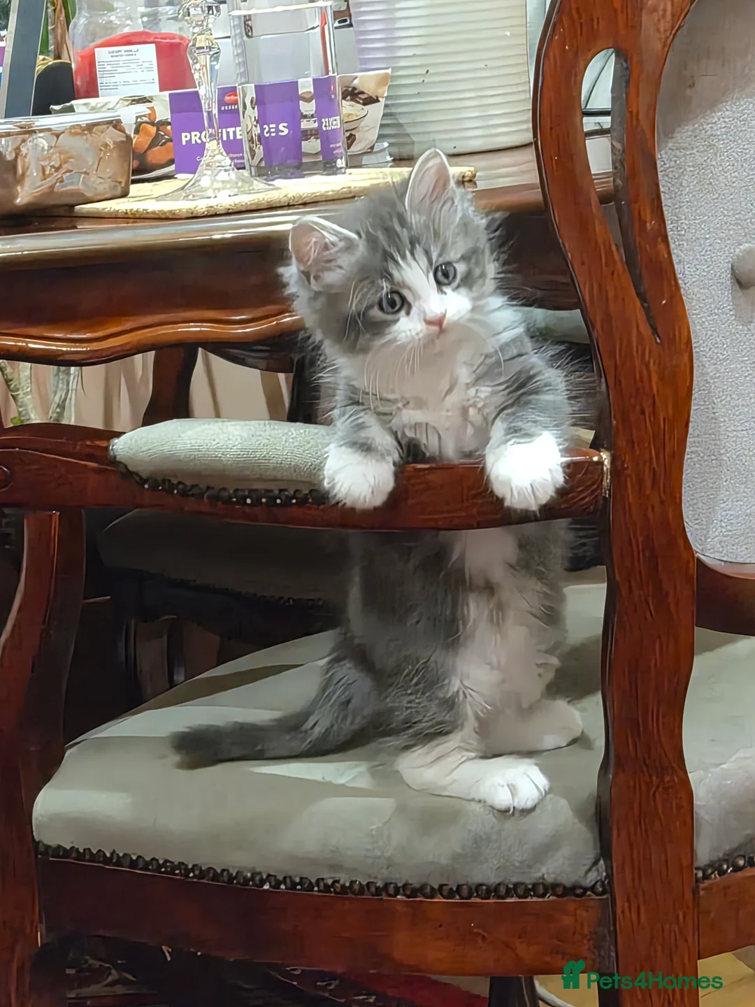 Mixed Breed cats for sale: Main Coon Mix - Advert 2