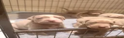 Mixed Breed dogs for sale: Beautiful Bullmaraner Puppies x 5  - Advert 8