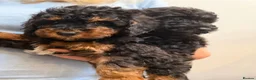 Mixed Breed dogs for sale: Small miniature poodle puppies - Advert 3
