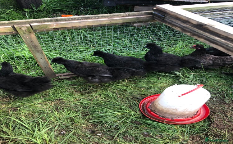Chickens poultry - Advert 1