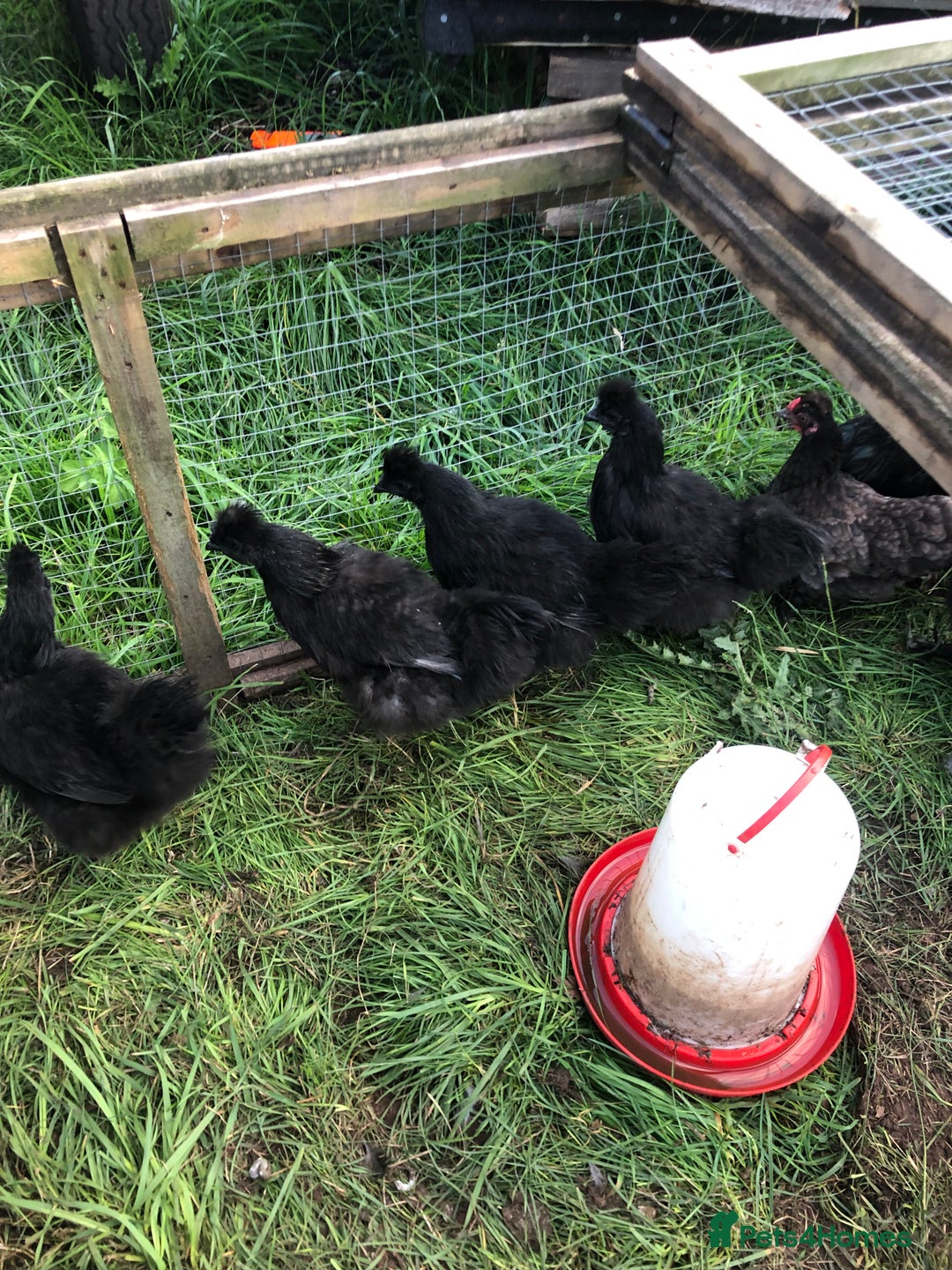 Chickens poultry for sale: SIX PURE BRED BLACK SILKY BANTAMS  - Image 1