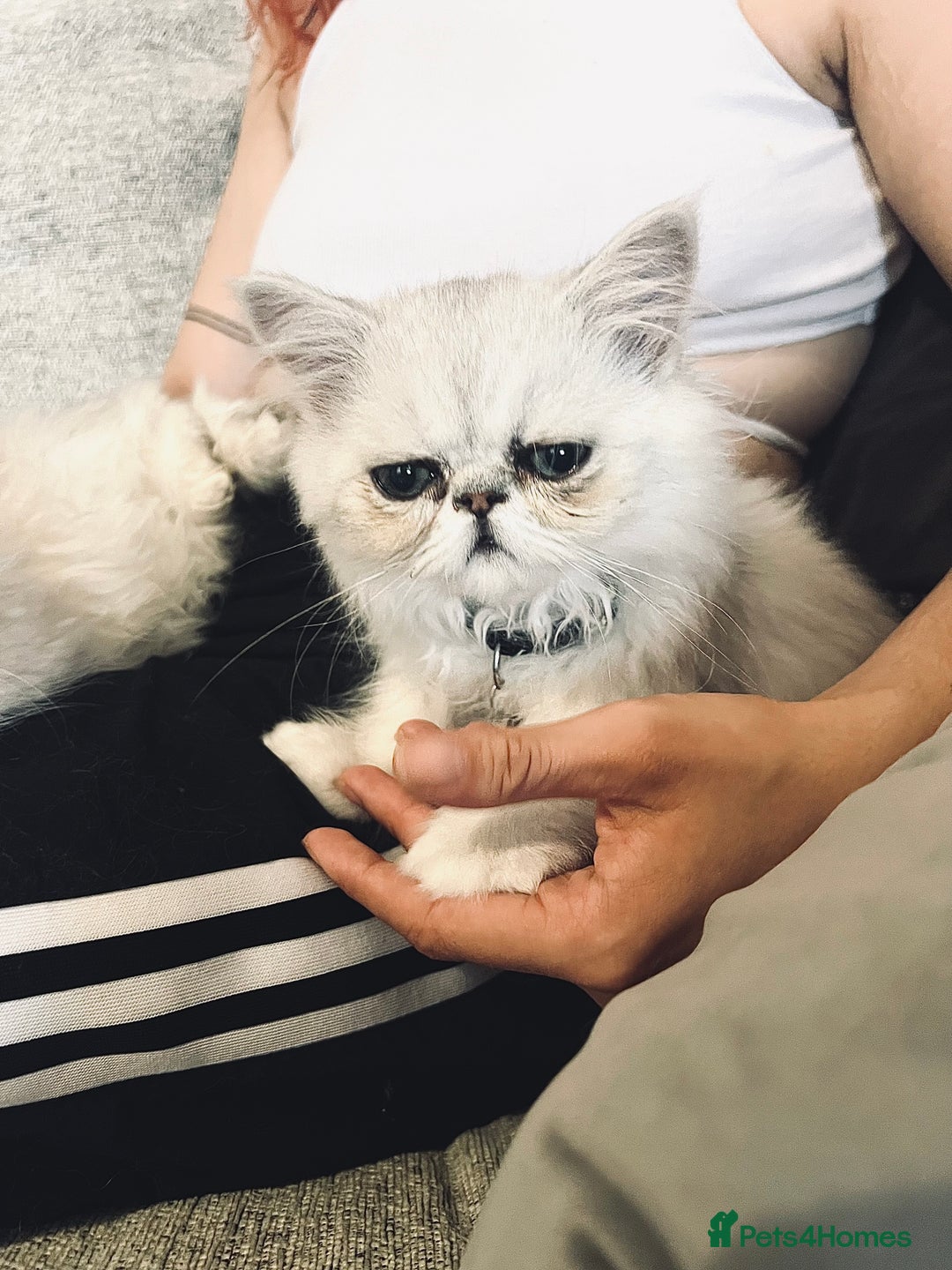 Persian cats for sale: Ready to leave - Persian chinchilla kittens♥️🐾 - Image 14