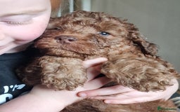Cockapoo dogs for sale: red sable merle boy left 💜 - Image 31