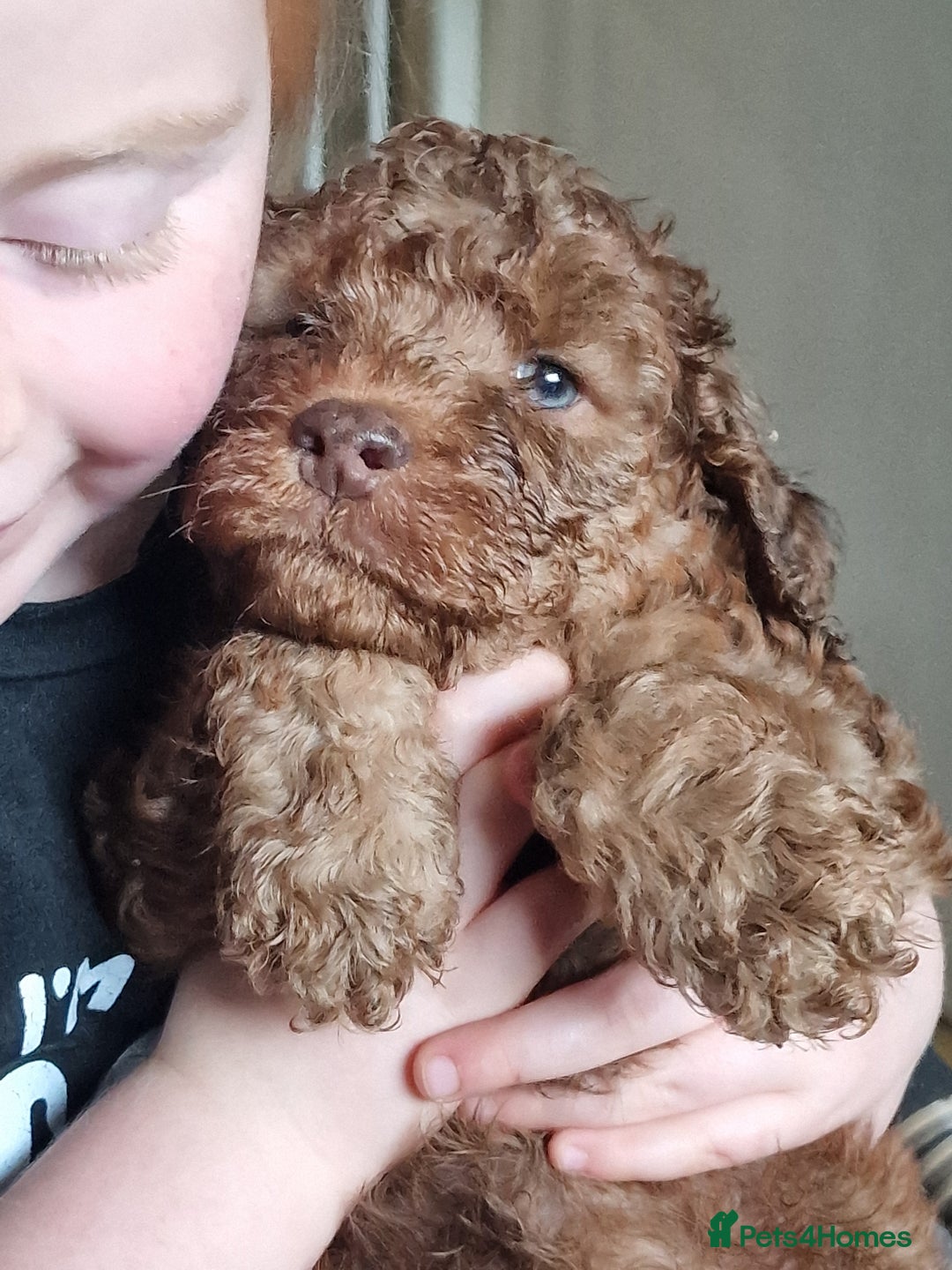 Cockapoo dogs for sale: red sable merle boy left 💜 - Image 31