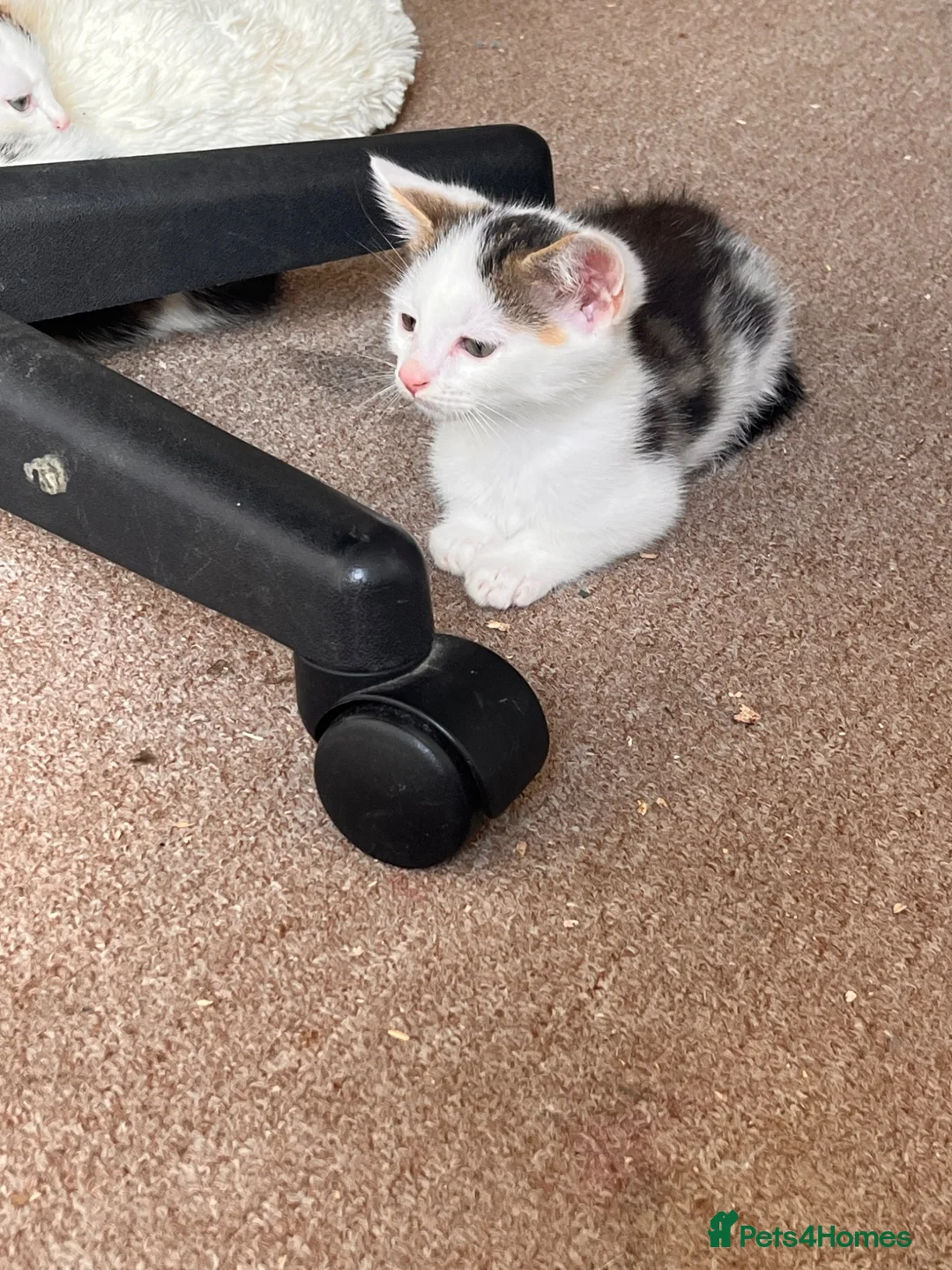Mixed Breed cats for sale: Beautiful part maincoon kitten  - Advert 5