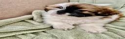 Shih Tzu dogs for sale: Imperial Shih Tzu Puppies  - Advert 3