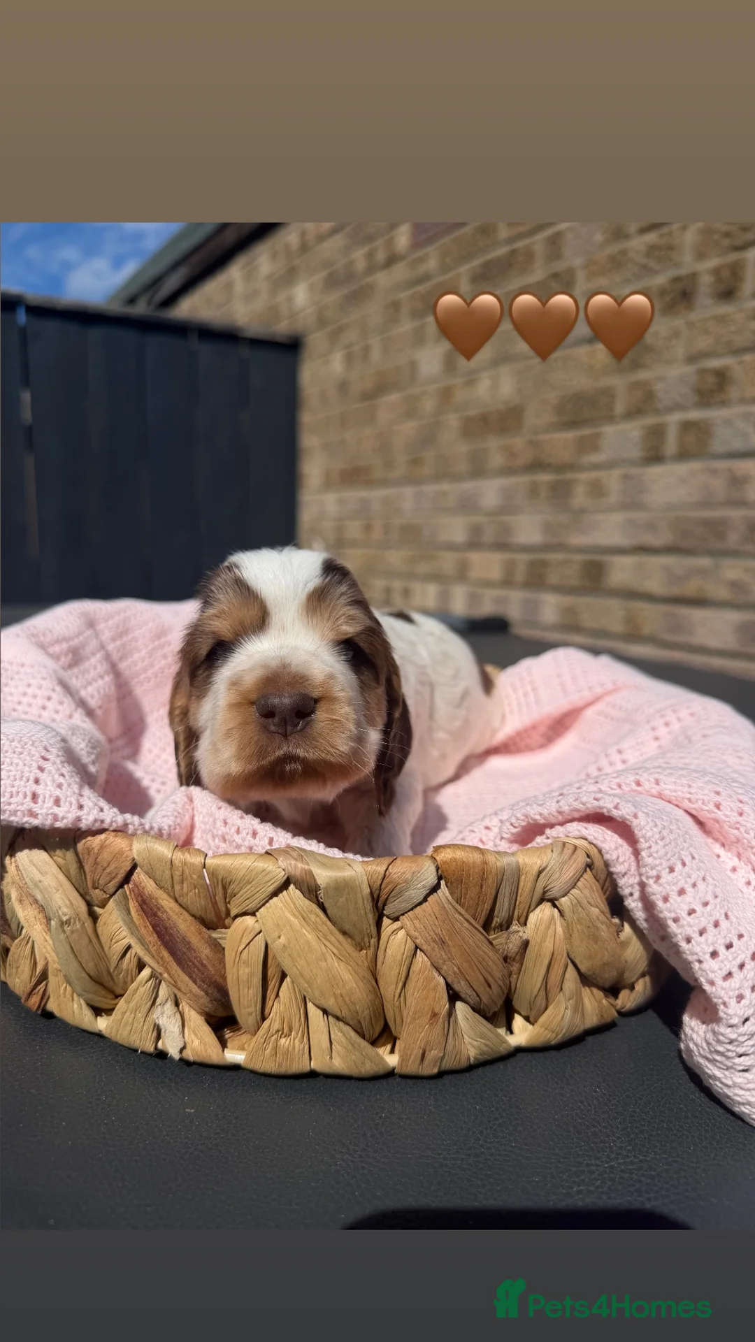Cocker Spaniel dogs for sale: 2 show type cocker spaniel girls available👀🏡 - Advert 4